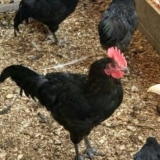 Opis kineske pasmine pilića xin xin dian